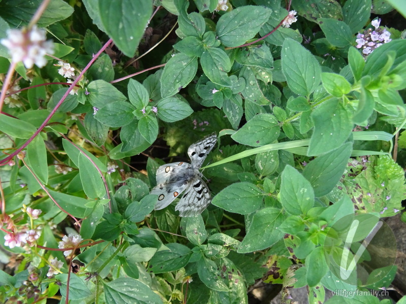 Alpen-Apollofalter: Übersicht